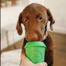 SP Coffee Cup Durable Rubber Chew Toy and Treat Dispenser